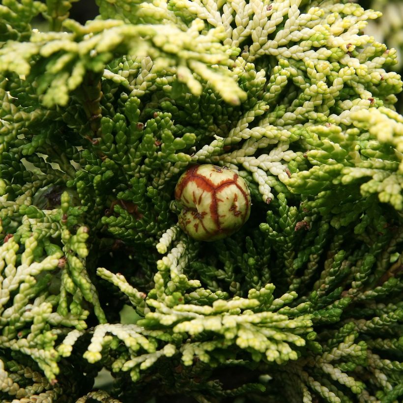 Temppelikypressi Nana Aurea (Sadonkorjuu)
