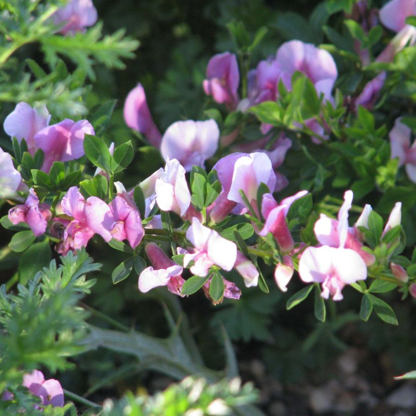 Punavihma - Chamaecytisus purpureus (Kukinta)