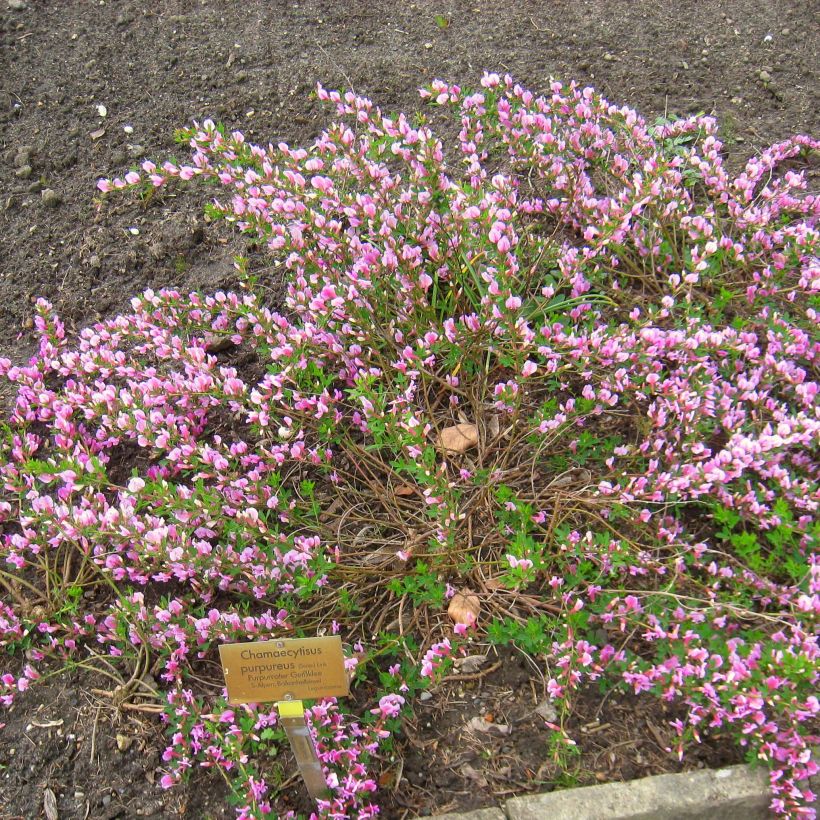 Punavihma - Chamaecytisus purpureus (Kasvutapa)
