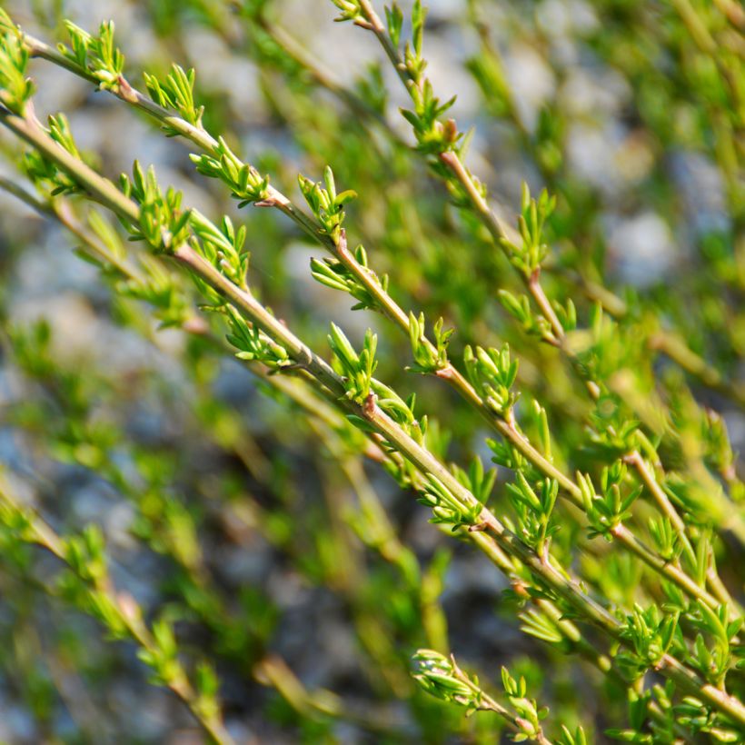 Punavihma - Chamaecytisus purpureus (Lehvistö)