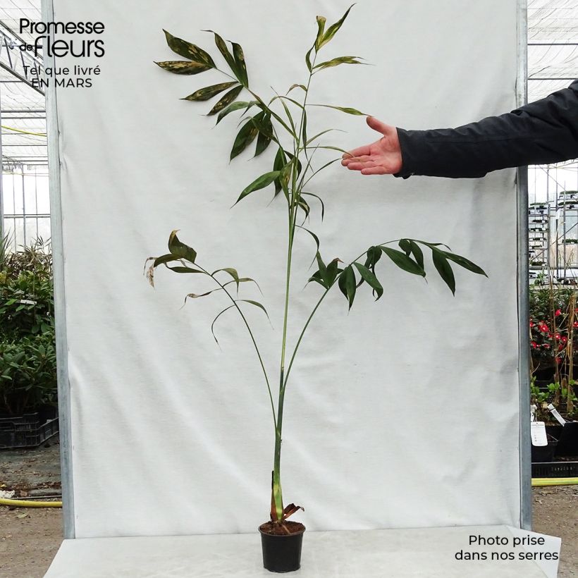 Esimerkki keväällä toimitetusta Chamaedorea klotzschiana Pot de 12 cm / 13 cm-taimesta