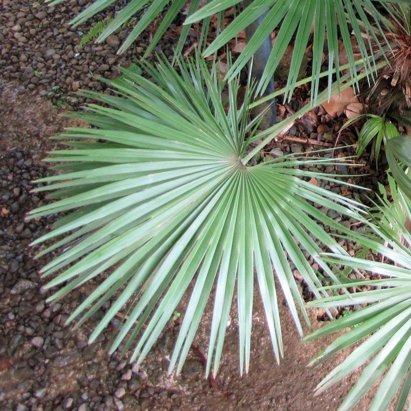 Kääpiöpalmu - Chamaerops humilis (Lehvistö)