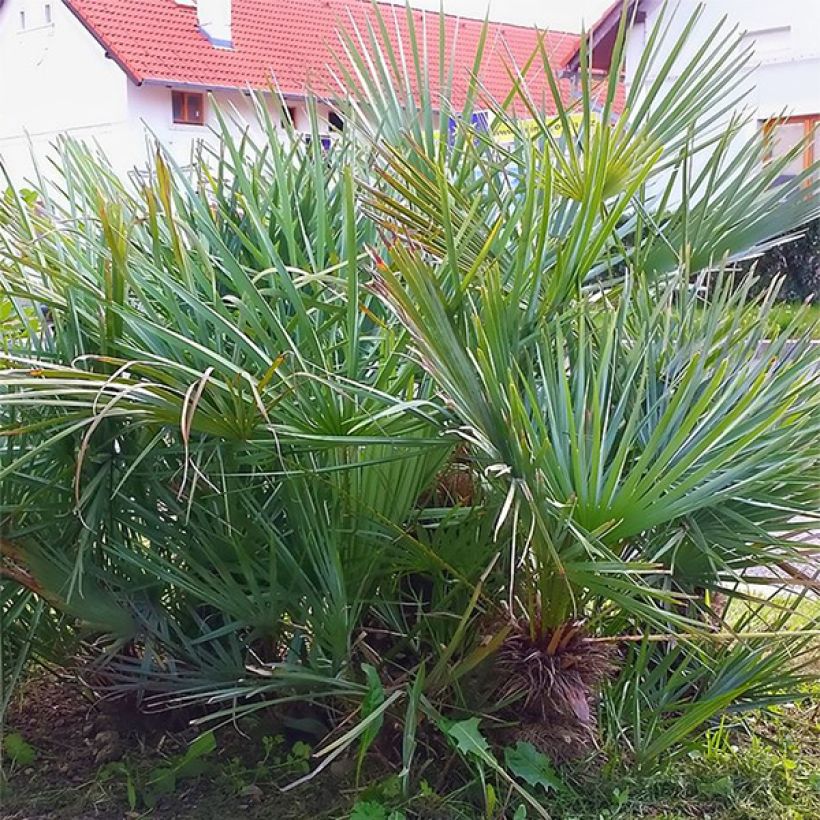 Kääpiöpalmu var. cerifera (Kasvutapa)