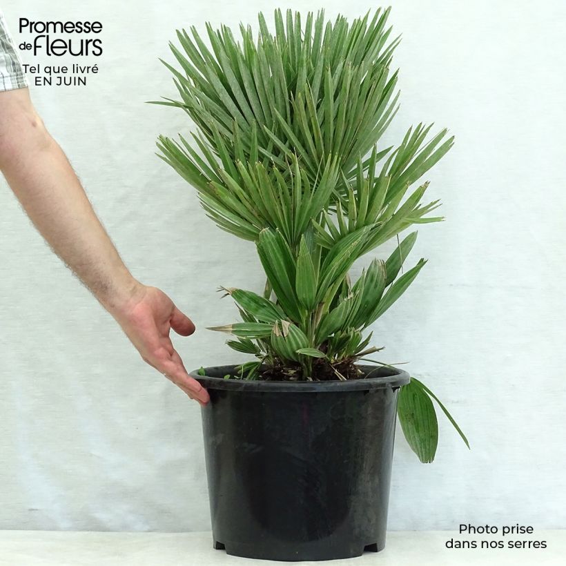 Esimerkki kesällä toimitetusta Kääpiöpalmu Compacta Pot de 6L/7L-taimesta