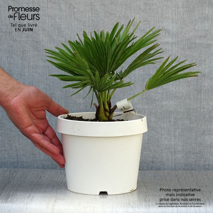 Esimerkki kesällä toimitetusta Kääpiöpalmu Compacta Pot de 2L/3L-taimesta