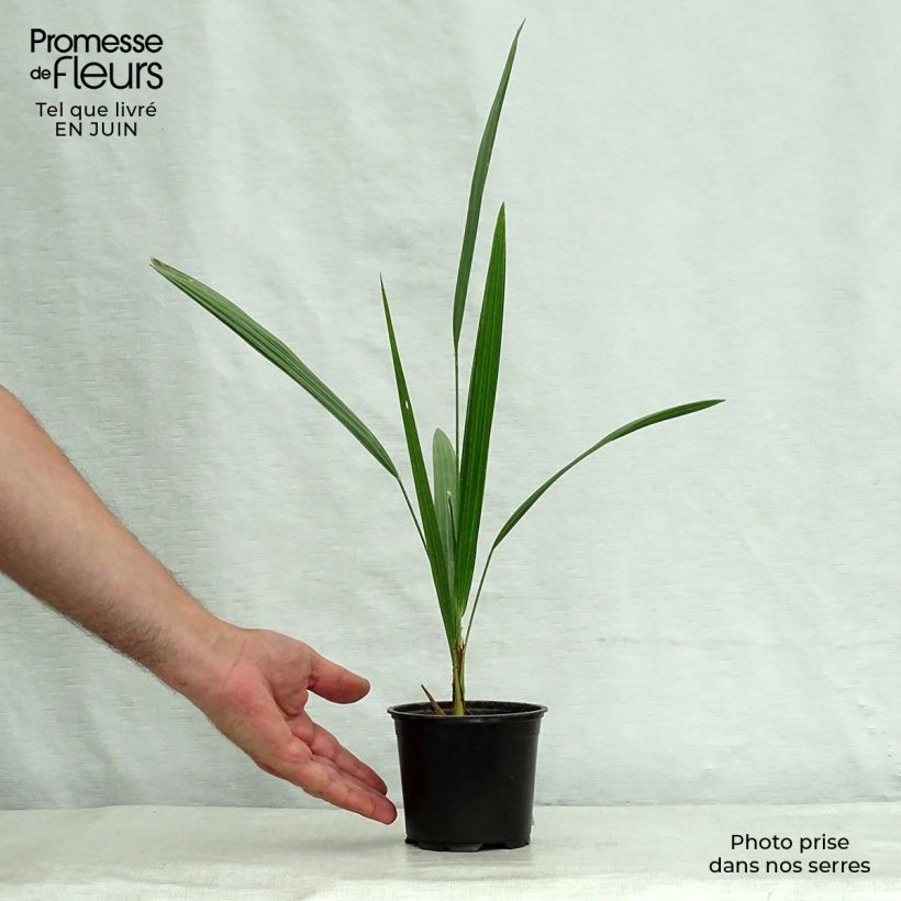 Esimerkki kesällä toimitetusta Kääpiöpalmu - Chamaerops humilis Ruukku 12 cm / 13 cm-taimesta