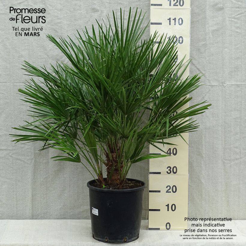 Esimerkki kesällä toimitetusta Kääpiöpalmu - Chamaerops humilis Ruukku 12L / 15L-taimesta