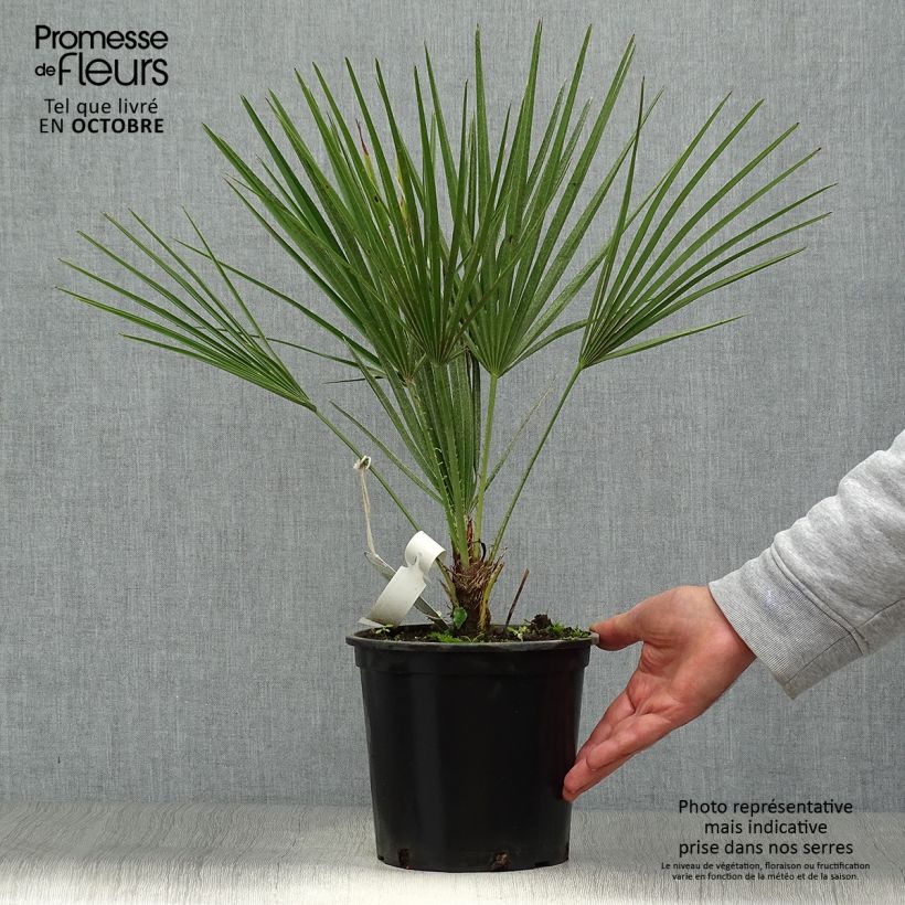 Esimerkki syksyllä toimitetusta Kääpiöpalmu - Chamaerops humilis 2 litran/3 litran ruukku-taimesta