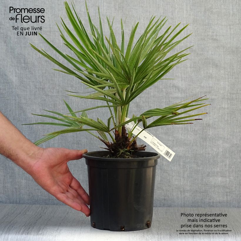 Esimerkki kesällä toimitetusta Kääpiöpalmu - Chamaerops humilis Ruukku 2L / 3L-taimesta