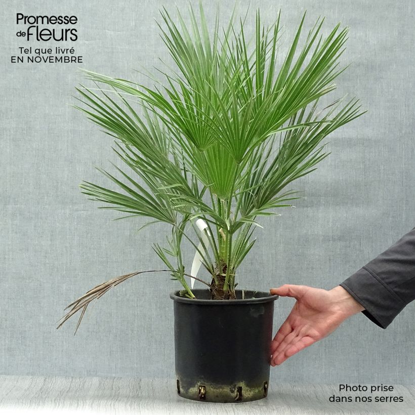 Esimerkki syksyllä toimitetusta Kääpiöpalmu - Chamaerops humilis 6 litran/7 litran ruukku-taimesta