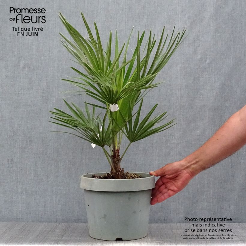 Esimerkki kesällä toimitetusta Kääpiöpalmu - Chamaerops humilis Ruukku 6L / 7L-taimesta