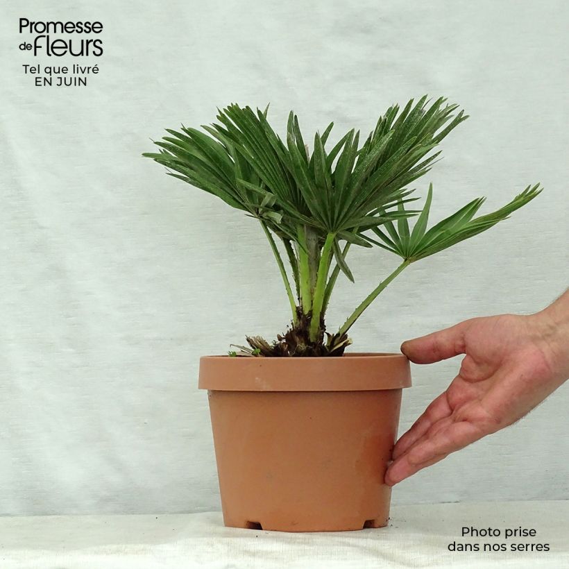 Esimerkki kesällä toimitetusta Kääpiöpalmu var. cerifera Pot de 3L/4L-taimesta