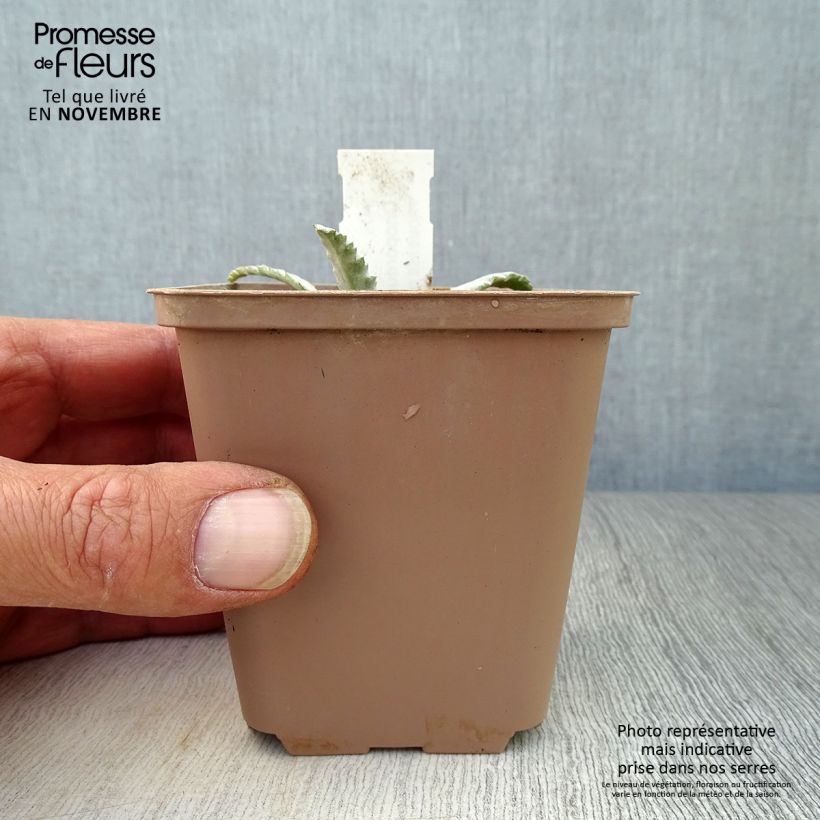 Esimerkki syksyllä toimitetusta Onopordum nervosum 8/9 cm taimiruukku-taimesta