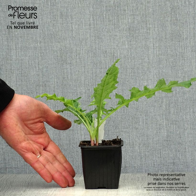 Esimerkki syksyllä toimitetusta Sinipallo-ohdake Star Frost 8/9 cm taimiruukku-taimesta