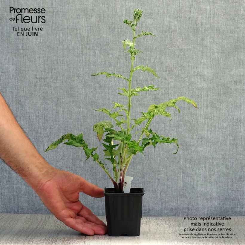 Esimerkki kesällä toimitetusta Sinipallo-ohdake Star Frost Taimiruukku 8/9 cm-taimesta