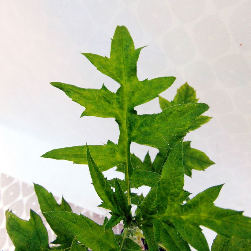 Otapallo-ohdake - Echinops ritro (Lehvistö)