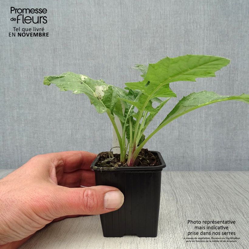 Esimerkki syksyllä toimitetusta Otapallo-ohdake - Echinops ritro 7/8 cm taimiruukku-taimesta