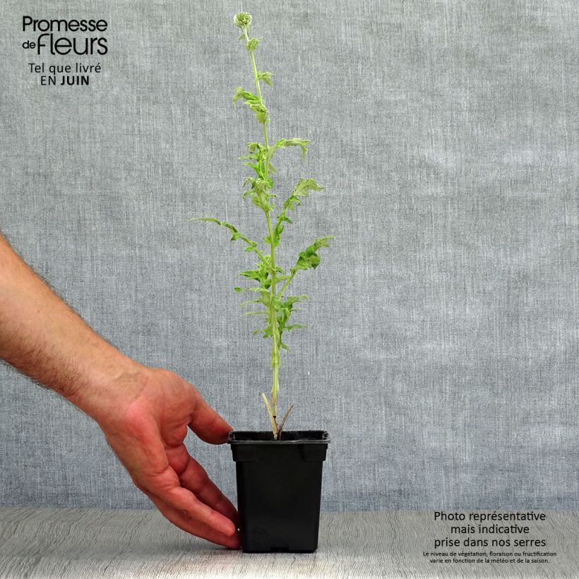 Esimerkki kesällä toimitetusta Otapallo-ohdake - Echinops ritro Godet de 7/8 cm-taimesta