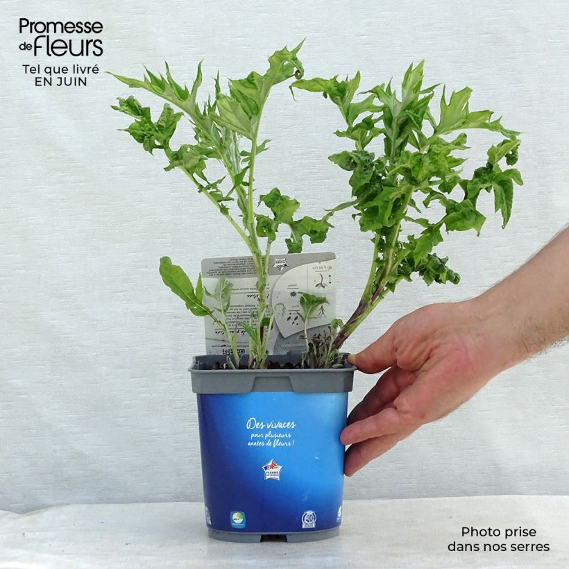 Esimerkki kesällä toimitetusta Otapallo-ohdake - Echinops ritro Pot de 2L/3L-taimesta