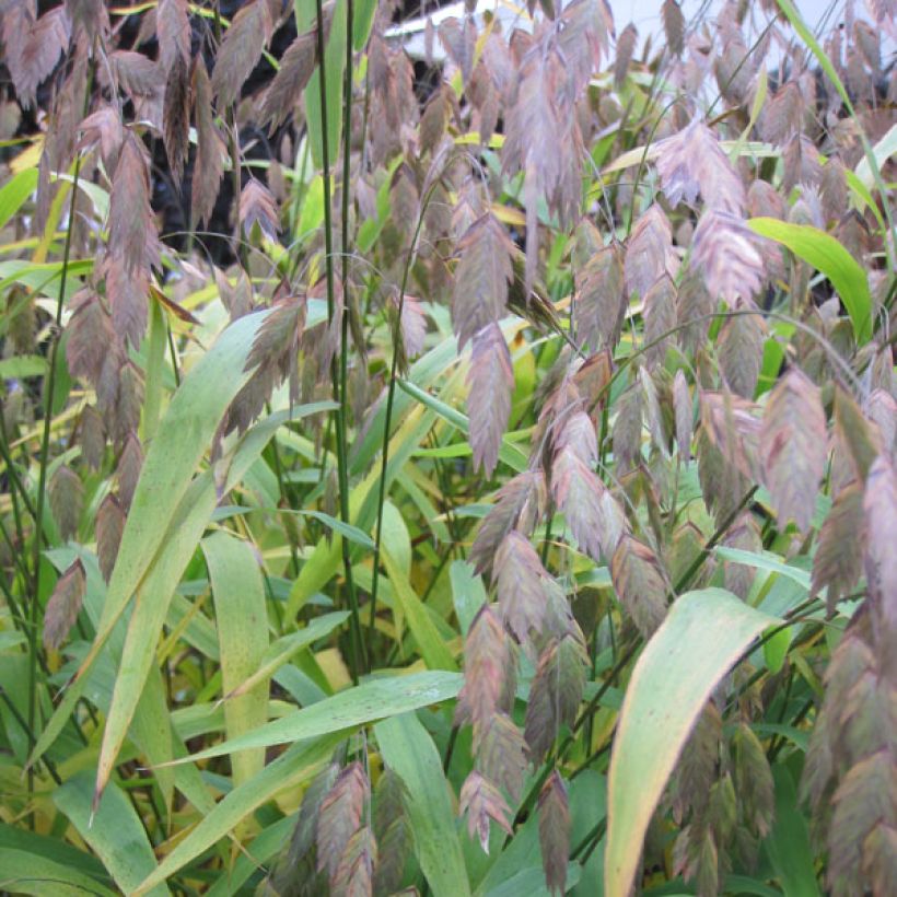 Nuokkutähkä - Chasmanthium latifolium (Lehvistö)