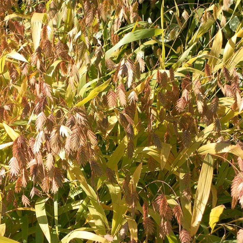 Nuokkutähkä - Chasmanthium latifolium (Kukinta)