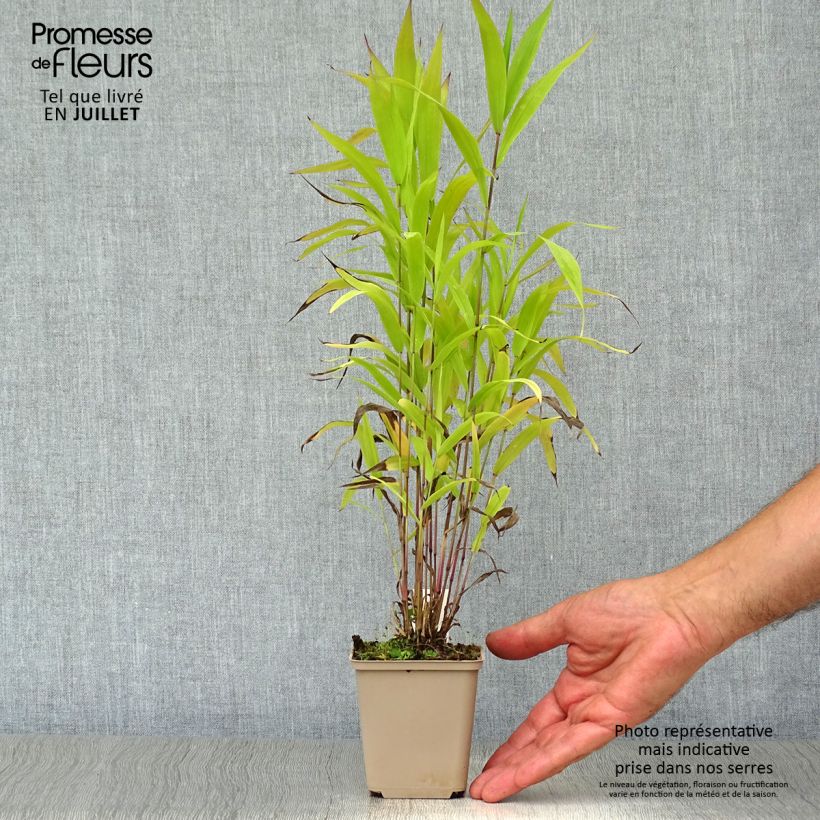 Esimerkki kesällä toimitetusta Nuokkutähkä - Chasmanthium latifolium Taimiruukku 8/9 cm-taimesta