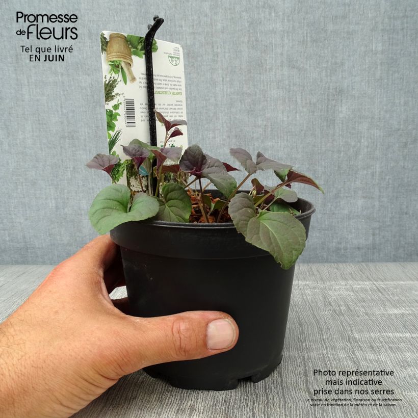 Esimerkki kesällä toimitetusta Maakastanja - Bunium bulbocastanum Pot de 1,5L/2L-taimesta