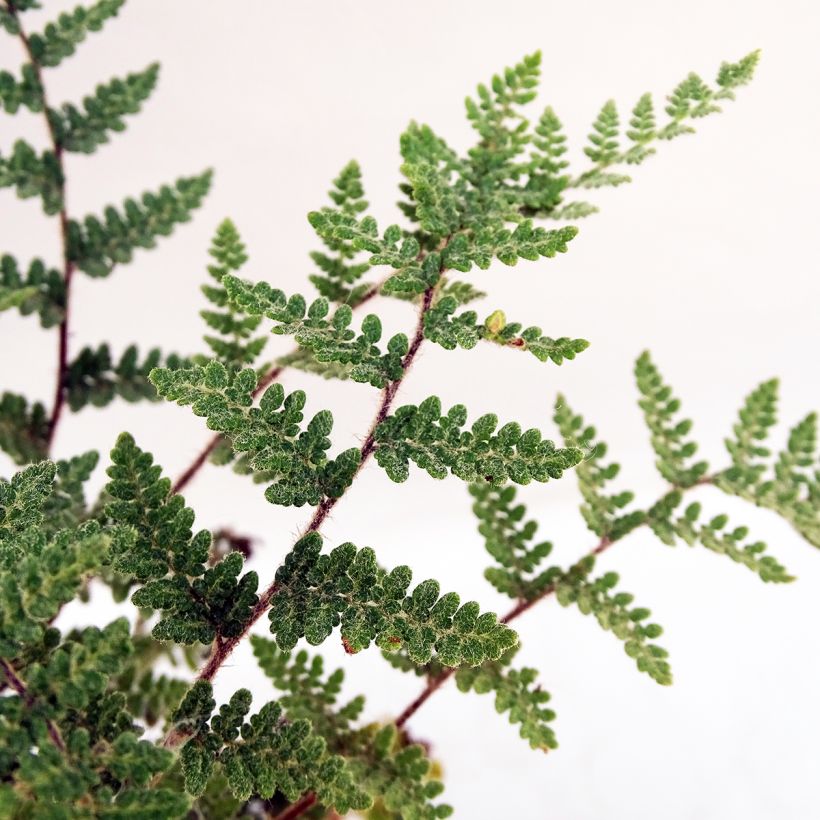 Kietosaniainen - Cheilanthes lanosa (Lehvistö)