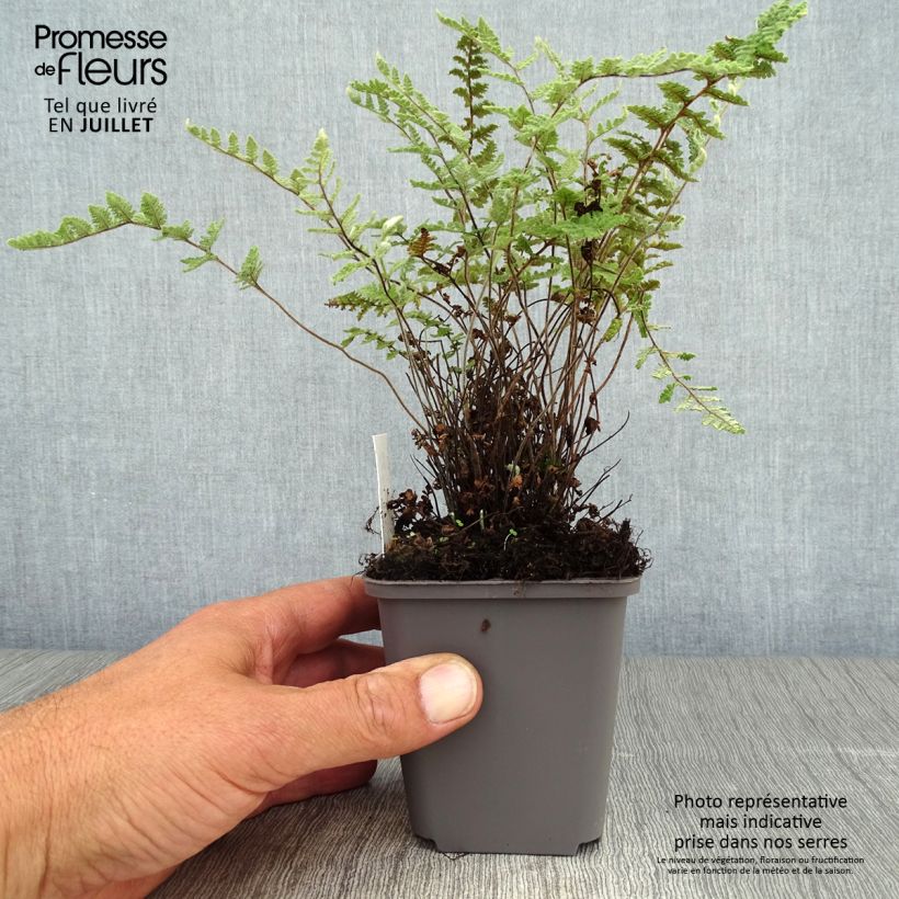 Esimerkki kesällä toimitetusta Kietosaniainen - Cheilanthes lanosa Taimiruukku 8/9 cm-taimesta