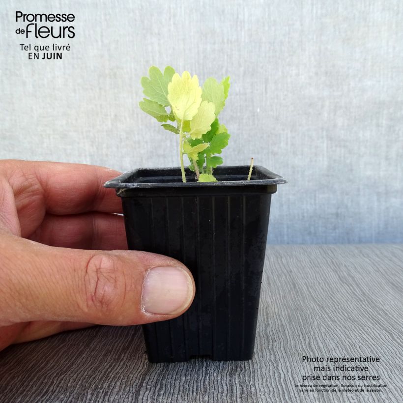 Esimerkki kesällä toimitetusta Keltamo luomu - Chelidonium majus 7/8 cm taimiruukku-taimesta