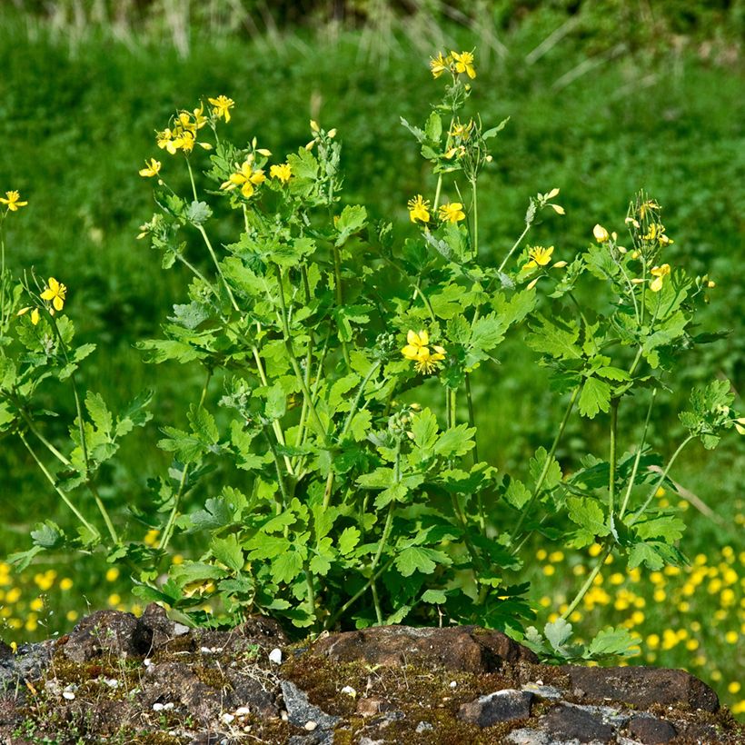 Keltamo luomu - Chelidonium majus (Kasvutapa)