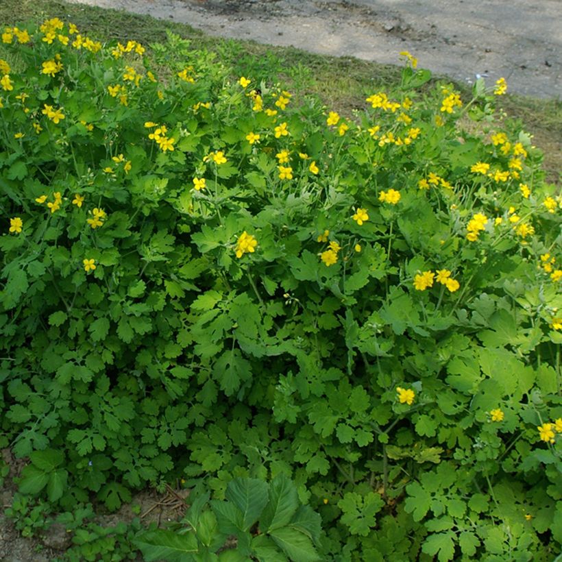 Keltamo Flore Pleno (Kasvutapa)