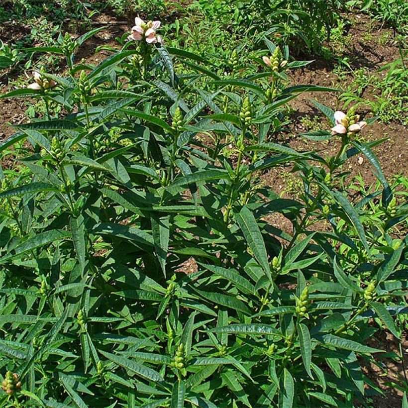 Valkokonnanyrtti - Chelone glabra (Lehvistö)