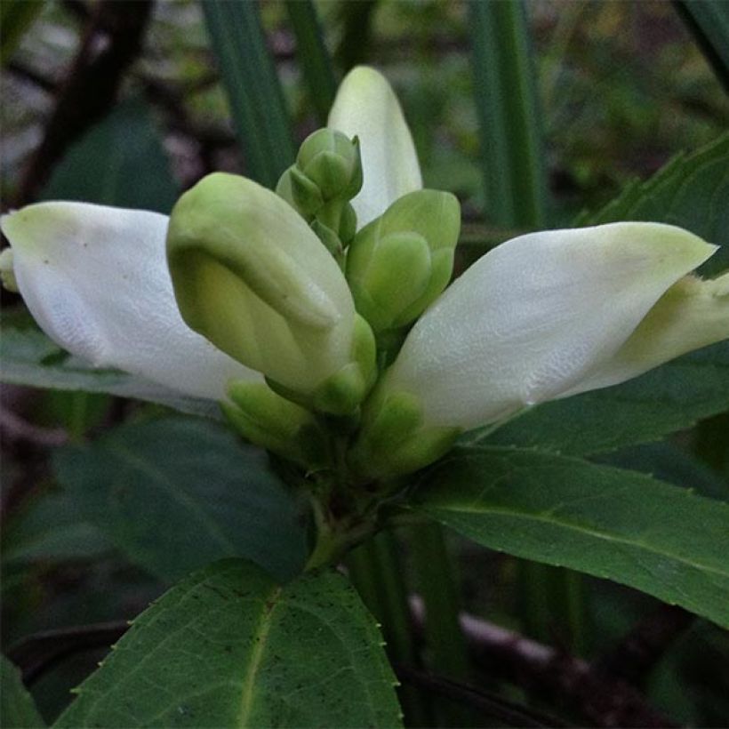 Valkokonnanyrtti - Chelone glabra (Kukinta)