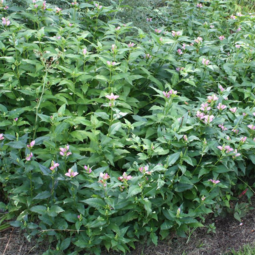 Punakonnanyrtti Hot Lips (Lehvistö)