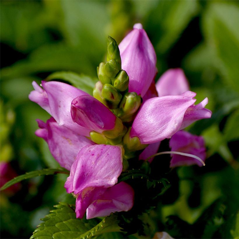 Punakonnanyrtti Hot Lips (Kukinta)