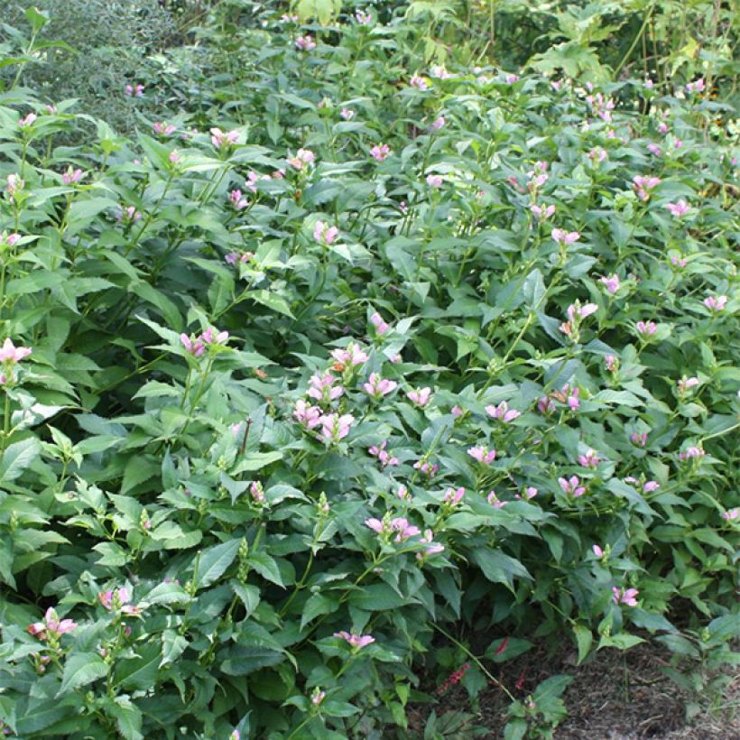 Punakonnanyrtti Hot Lips (Kasvutapa)