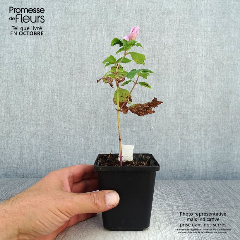 Esimerkki syksyllä toimitetusta Punakonnanyrtti Hot Lips 8/9 cm taimiruukku-taimesta
