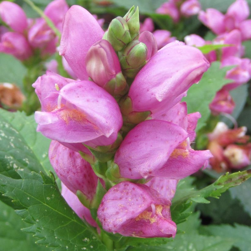 Lilakonnanyrtti - Chelone obliqua (Kukinta)