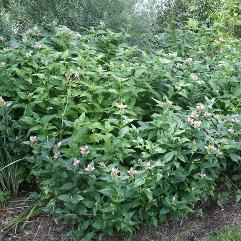 Lilakonnanyrtti - Chelone obliqua (Kasvutapa)