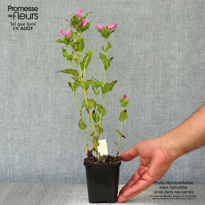 Esimerkki kesällä toimitetusta Lilakonnanyrtti - Chelone obliqua Taimiruukku 8/9 cm-taimesta