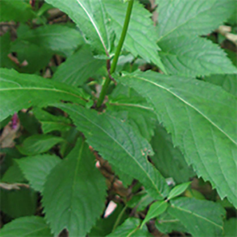 Chelonopsis moschata (Lehvistö)