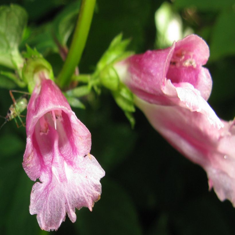 Chelonopsis moschata (Kukinta)