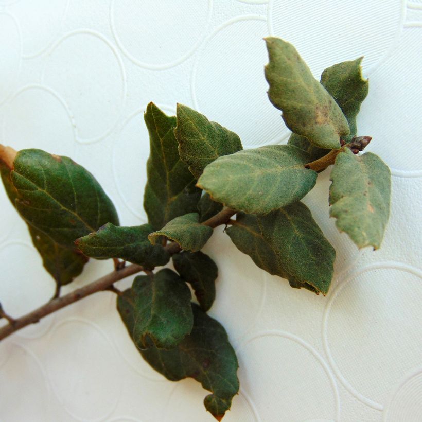Korkkitammi - Quercus suber (Lehvistö)