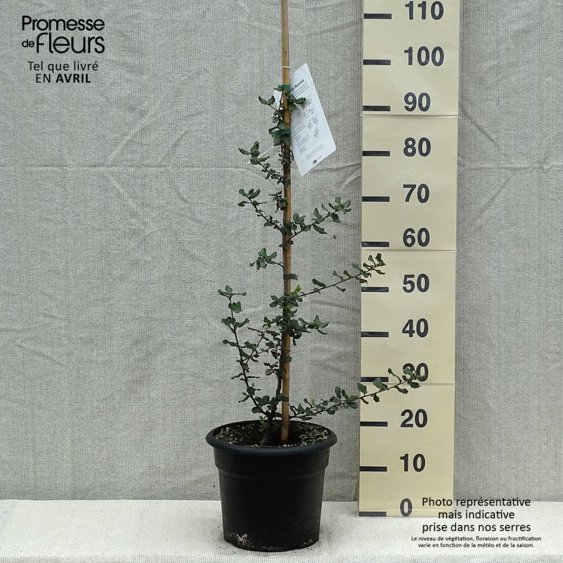 Esimerkki keväällä toimitetusta Korkkitammi - Quercus suber Pot de 7,5L/10L-taimesta