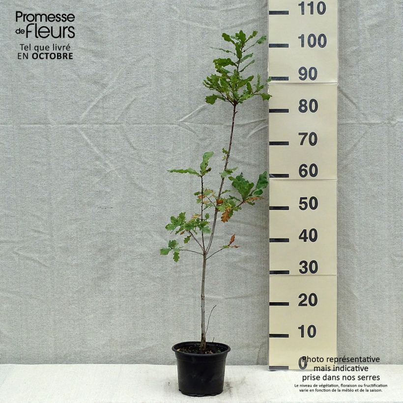 Esimerkki syksyllä toimitetusta Quercus robur - Metsätammi 2 litran/3 litran ruukku-taimesta