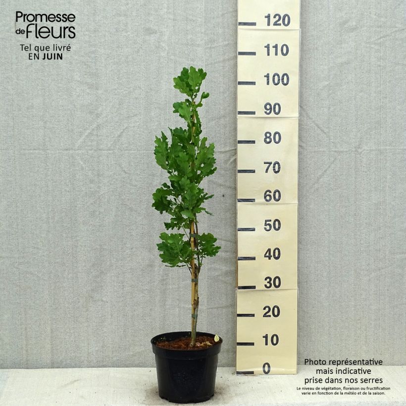 Esimerkki kesällä toimitetusta Metsätammi Fastigiata Pot de 4L/5L-taimesta