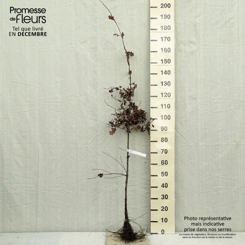 Esimerkki talvella toimitetusta Metsätammi - Quercus robur Paljasjuurinen-taimesta