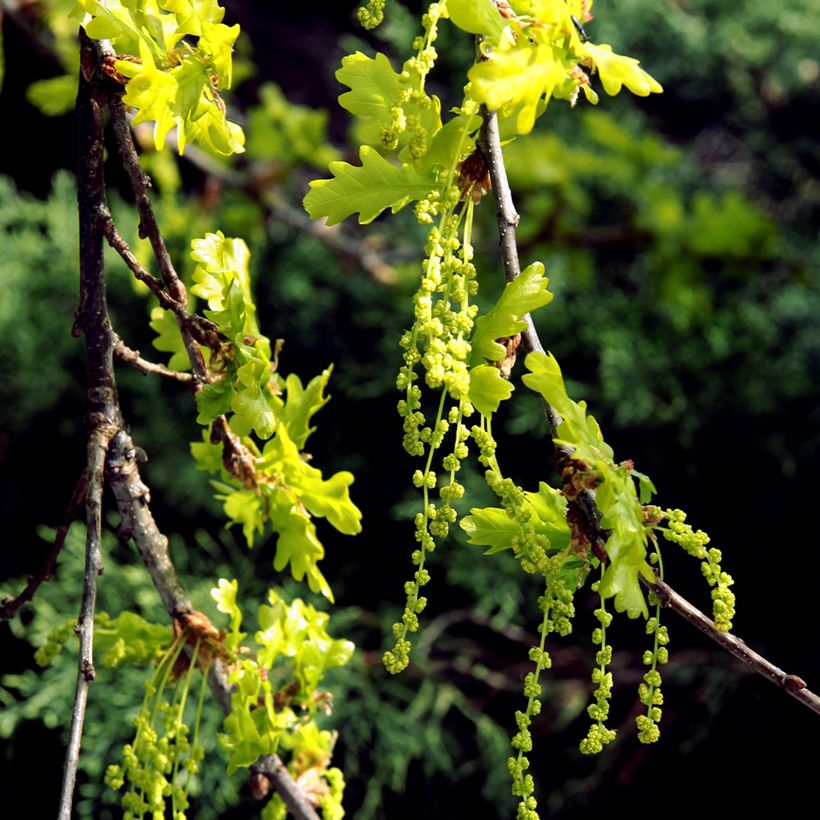 Talvitammi - Quercus petraea (Kukinta)