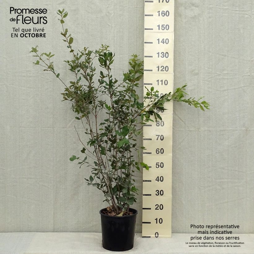 Esimerkki syksyllä toimitetusta Rautatammi - Quercus ilex 6 litran/7 litran ruukku, Pensas-taimesta